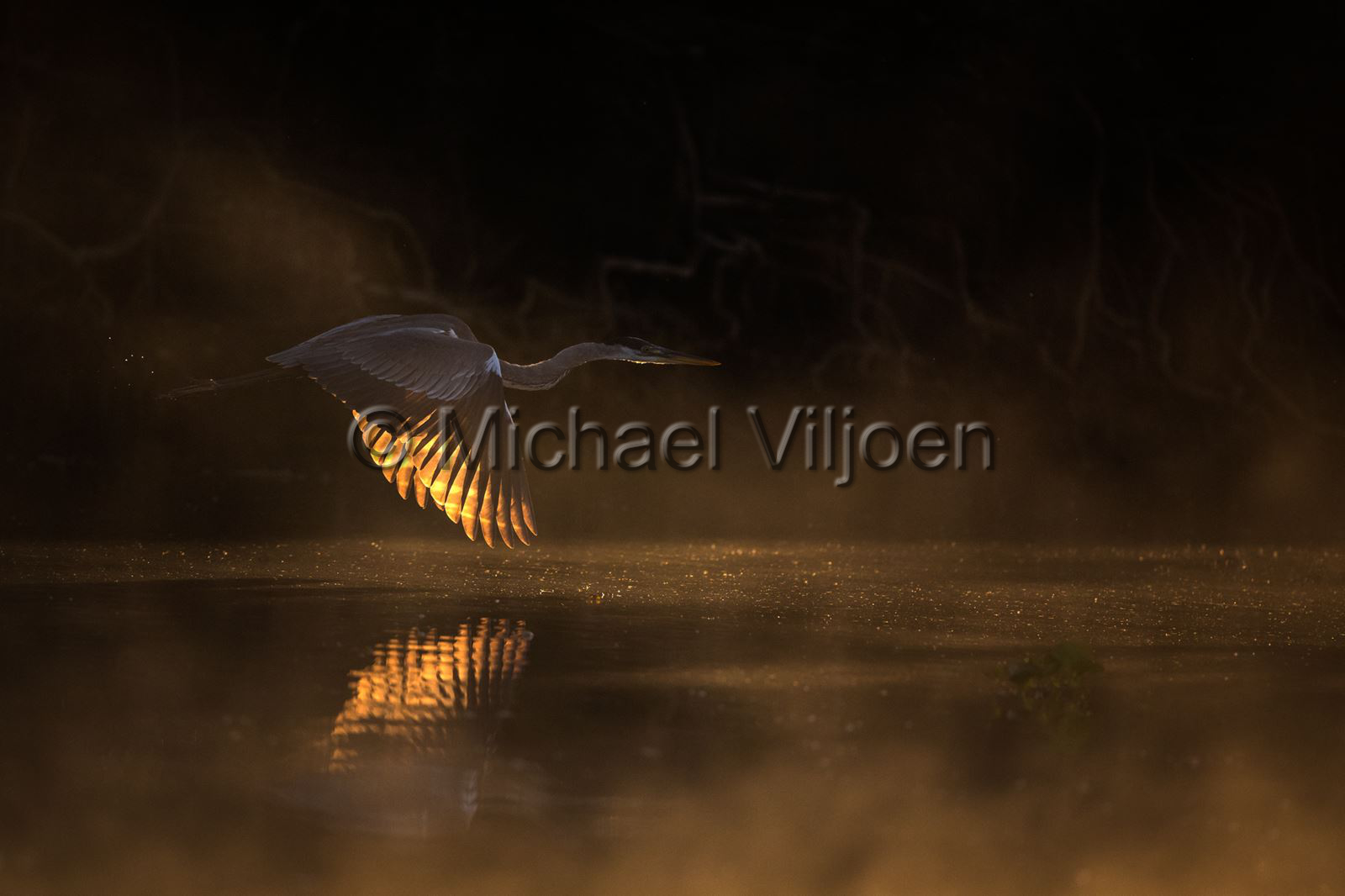 Bird Photography